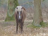 paarden het goor 2023